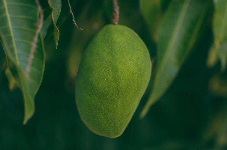 Ilustrasi buah mangga (Pexels.com/MESSALA CIULLA).
