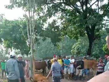 Tangkapan layar seekor sapi ambruk di pasar Kliwon Gorang Gareng dipotong paksa pemilik. IDN Times/ Istimewa.