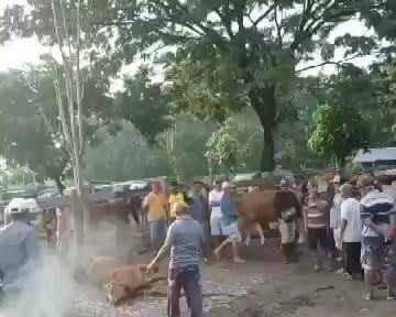 Tangkapan layar seekor sapi ambruk di pasar Kliwon Gorang Gareng dipotong paksa pemilik. IDN Times/ Istimewa.