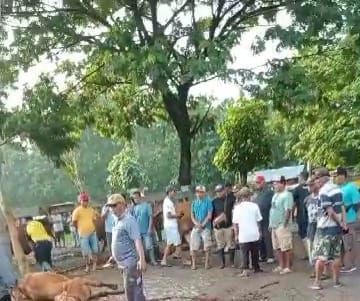 Viral! Seekor Sapi Dipotong Paksa di Pasar Hewan Magetan
