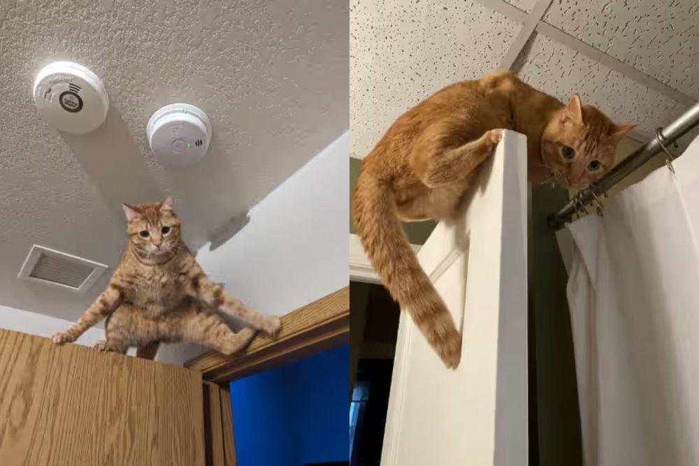 7 Potret Kocak Kucing Oren Jadi Penunggu Pintu, Selalu Siaga!