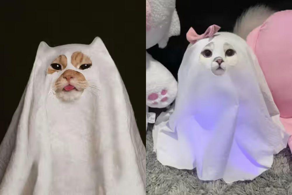 7 Foto Lucu Kucing Jadi Hantu, Siap Menggentayangi Hooman