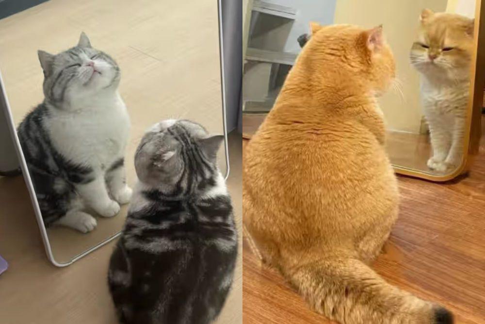 7 Foto Lucu Kucing Gendut di Depan Cermin, Haruskah Diet?
