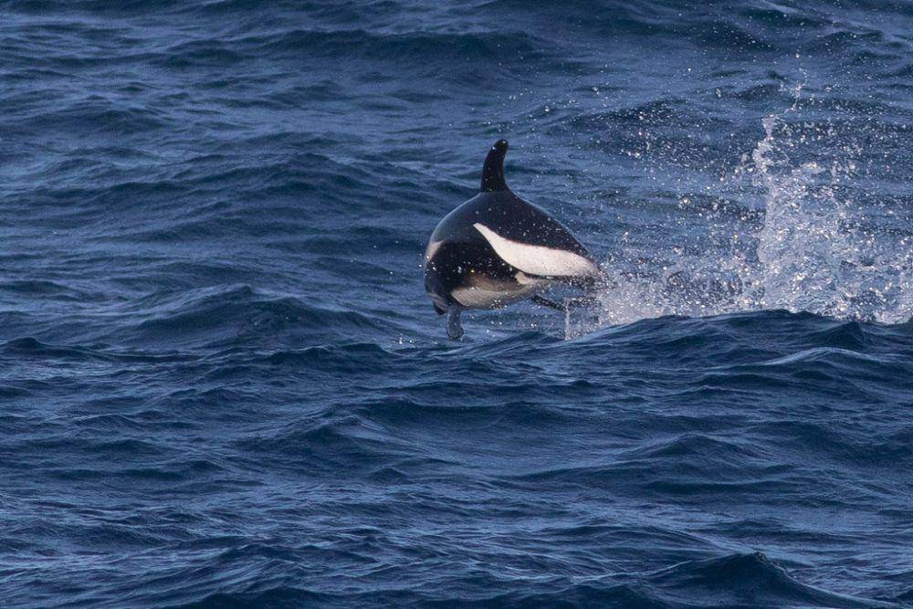 Hourglass dolphin (inaturalist.org/dougnaturalist)