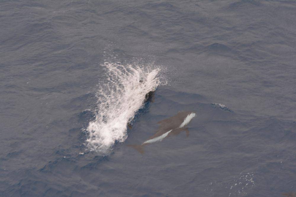 Hourglass dolphin (inaturalist.org/Gspadoni)