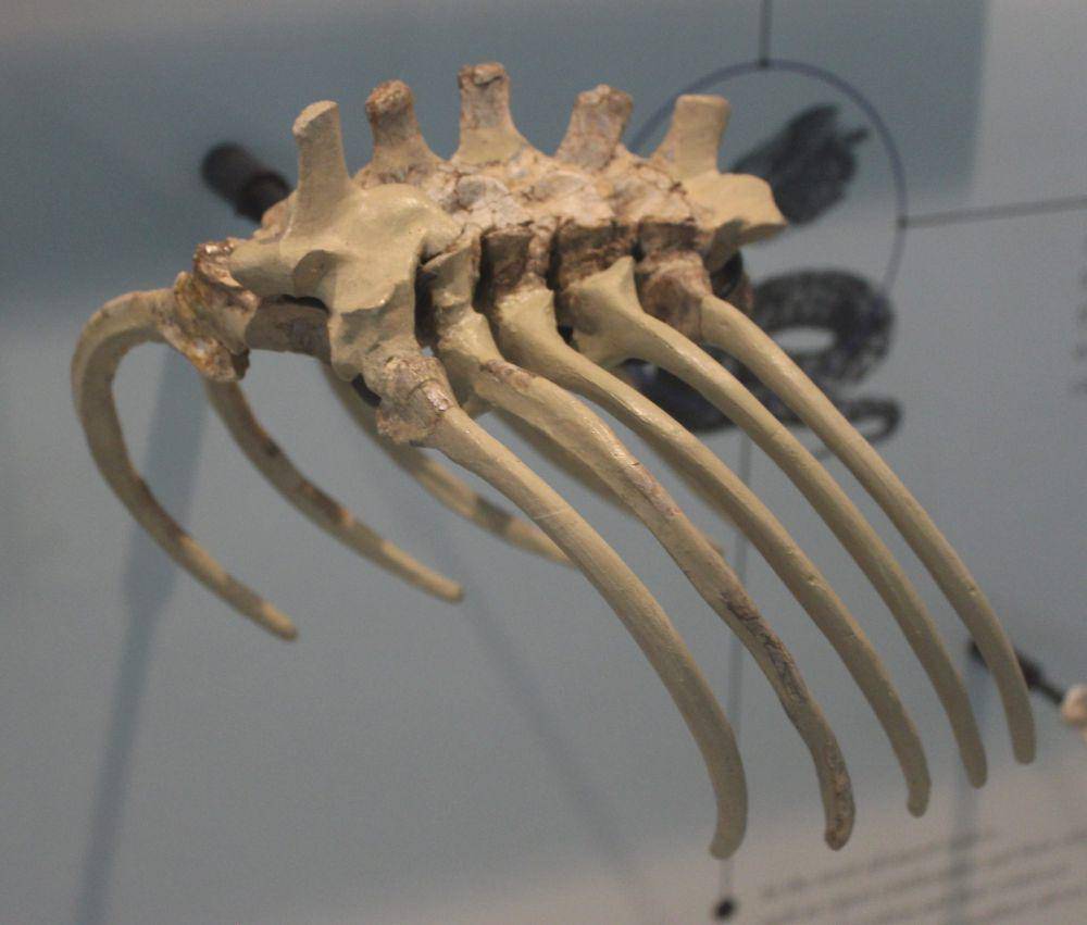 Fosil Madtsoia (commons.wikimedia.org/Jonathan Chen)
