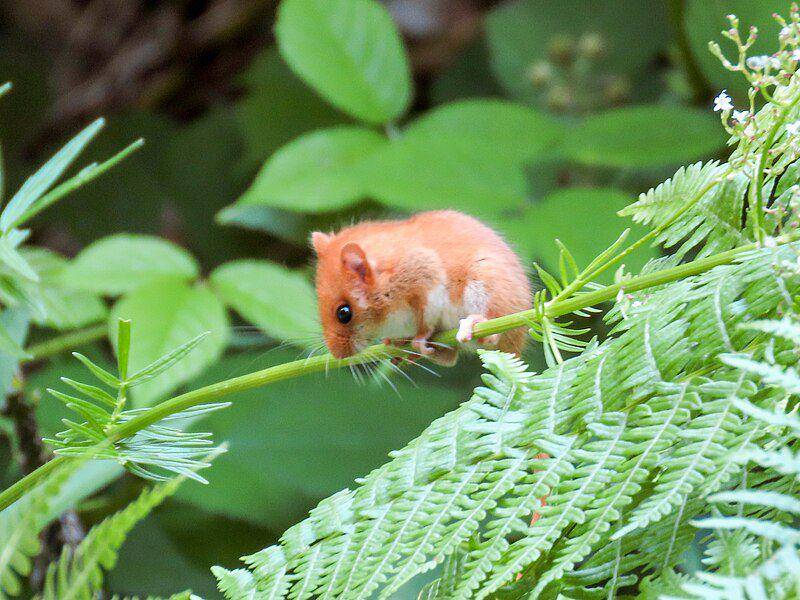 Hazel dormouse (commons.wikimedia.org/Emanuelle Santarelli)