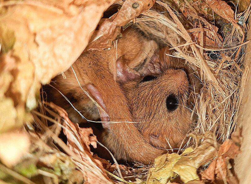 Hazel dormouse (commons.wikimedia.org/Haplochormis)