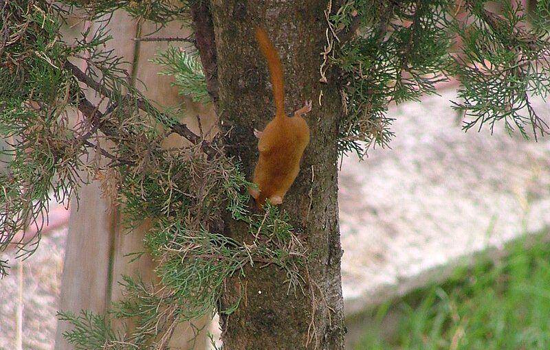Hazel dormouse (commons.wikimedia.org/Massimo L.)