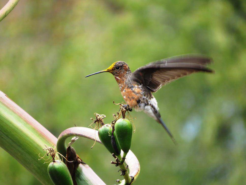 Burung kolibri raksasa (inaturalist.org)