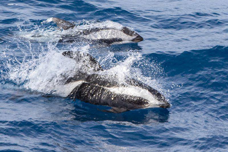 Hourglass dolphin (inaturalist.org/Whale_nerd)