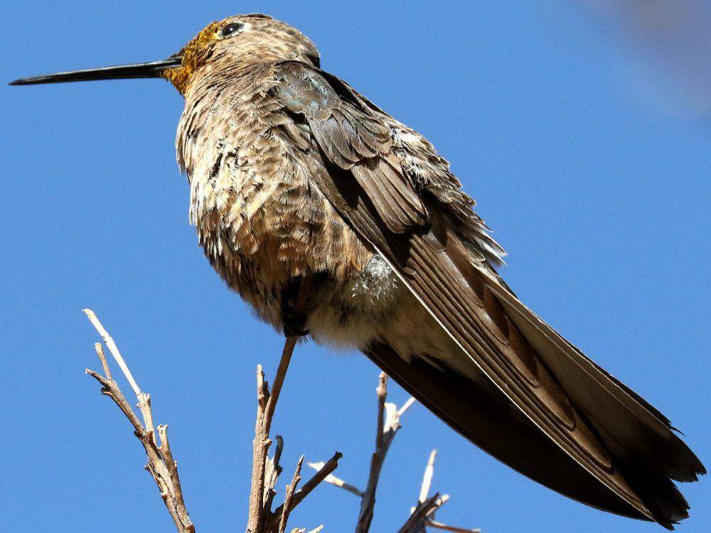 Ukuran burung kolibri raksasa (en.m.wikipedia.org)