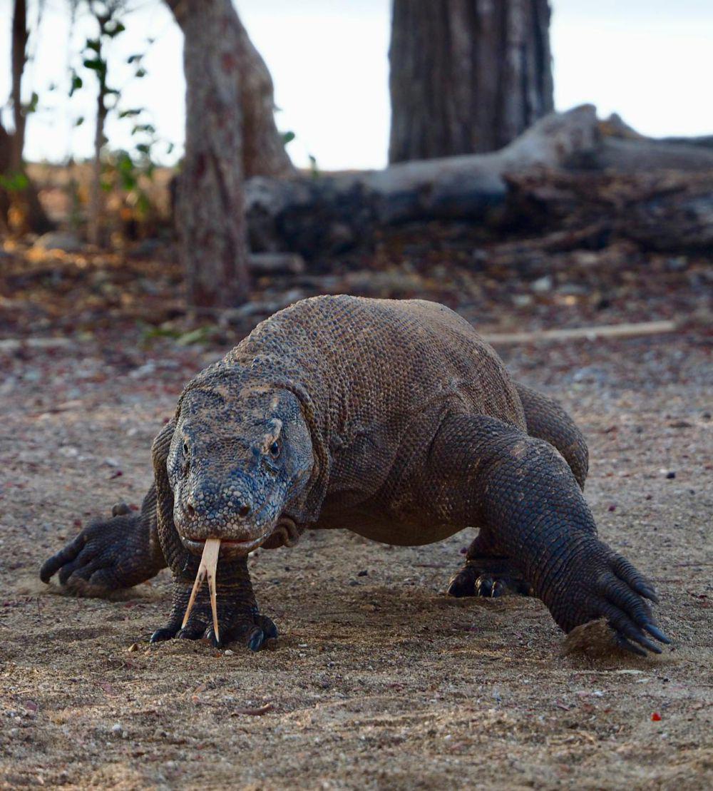5 Cara Unik Komodo Berburu Mangsa, Mengeluarkan Racun