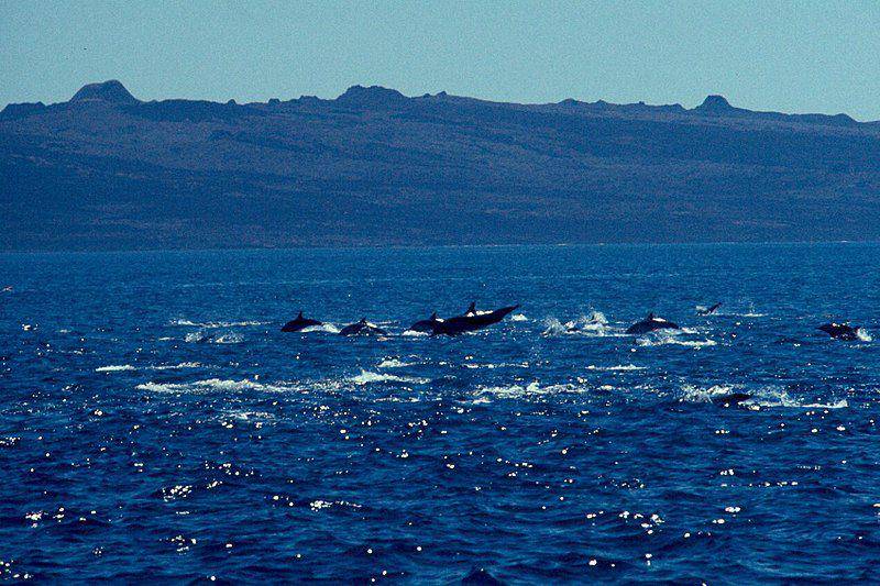 Hourglass dolphin (commons.wikimedia.org/DPLA bot)