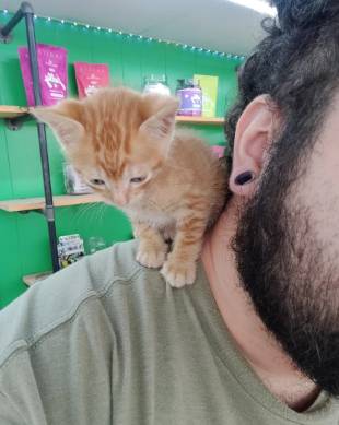 foto lucu kucing oren di pundak ayah (reddit.com/HotelRedHood)