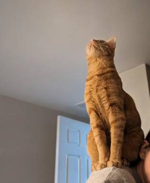 foto lucu kucing oren di pundak ayah (reddit.com/Laney20)