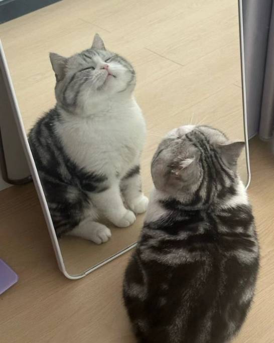 foto lucu kucing gendut di depan cermin (x.com/CatsWithAura)