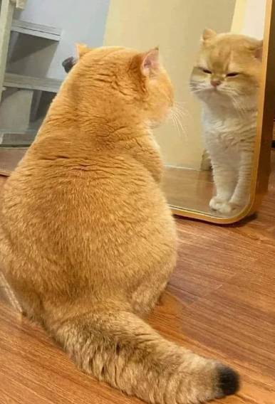 foto lucu kucing gendut di depan cermin (reddit.com/Jewel_Adorned07)