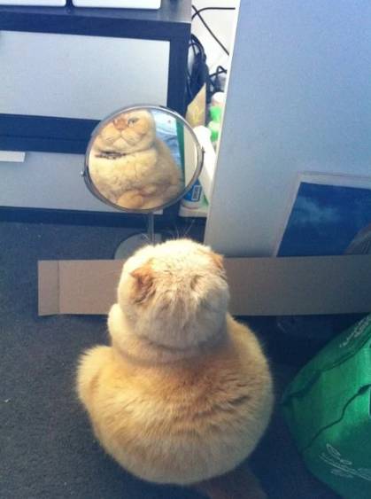 foto lucu kucing gendut di depan cermin (reddit.com/roboto_jones)