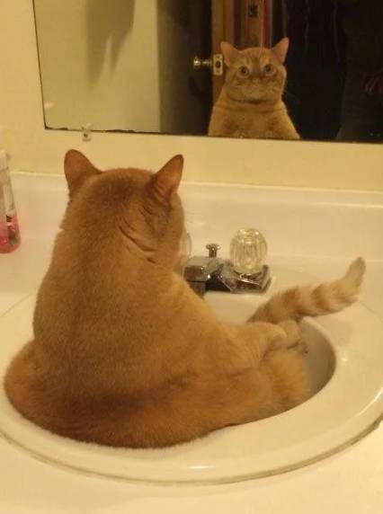 foto lucu kucing gendut di depan cermin (reddit.com/Barnhard)