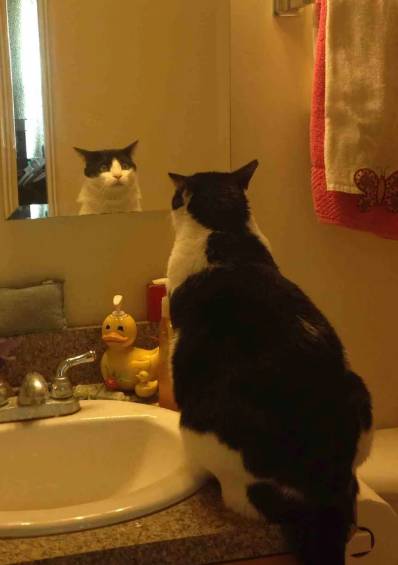 foto lucu kucing gendut di depan cermin (reddit.com/sdraz)
