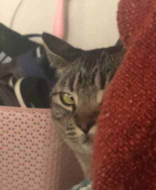 potret kocak lirikan jutek kucing mujair (reddit.com/pennies2cents)