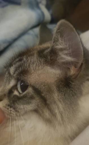 potret kocak lirikan jutek kucing mujair (reddit.com/Low_budget_user)