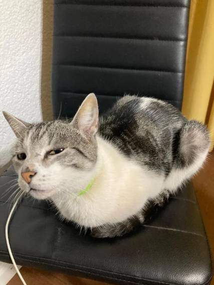 potret kocak lirikan jutek kucing mujair (reddit.com/Low_budget_user)