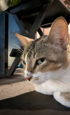 potret kocak lirikan jutek kucing mujair (reddit.com/sazidhk)