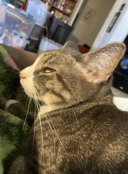 potret kocak lirikan jutek kucing mujair (reddit.com/MessAdmin)
