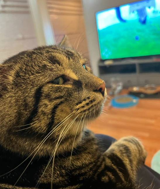 potret kocak lirikan jutek kucing mujair (x.com/mrfishtopher)