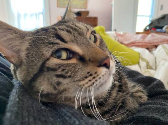 potret kocak lirikan jutek kucing mujair (x.com/tmbg)