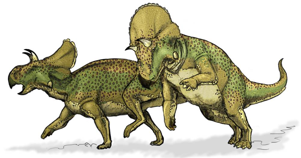 Dinosaurus nyata dan pernah hidup di bumi (commons.wikimedia.org/Mariana Ruiz Villarrea)