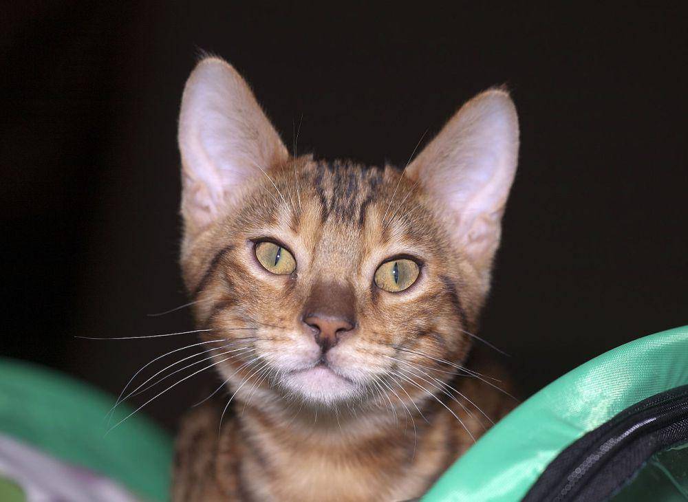 Kucing bengal (commons.wikimedia.org/Nickolas Titkov)