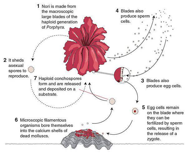 cara perkembangbiakan rumput laut (americanscientist.org)