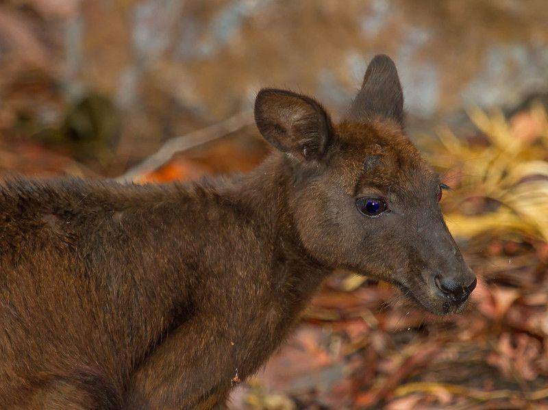 Kanguru antilopine (flickr.com/Geoff Whalan)