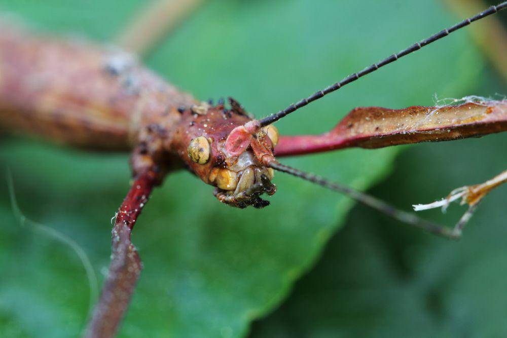 ilustrasi stick insect (flickr.com/Kyle Bland)