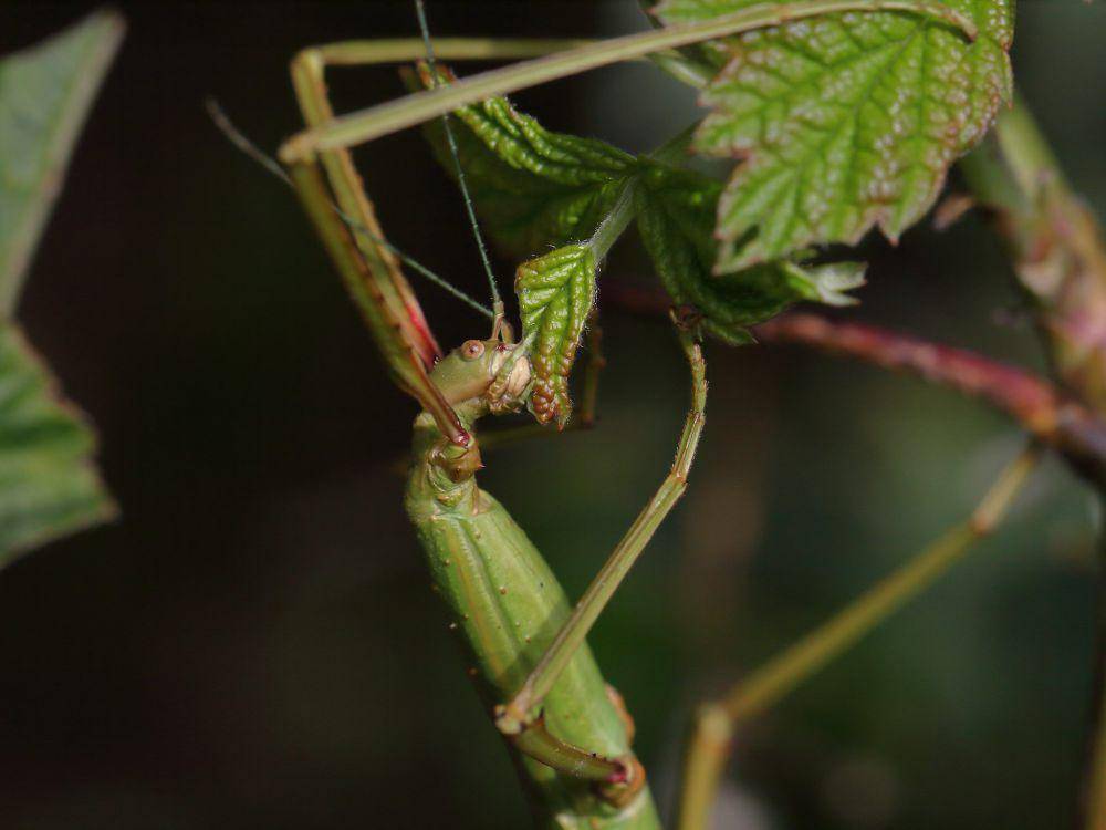 ilustrasi stick insect (flickr.com/Kyle Bland)