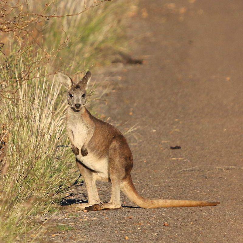 Kanguru antilopine (flickr.com/Malcolm Tattersall)