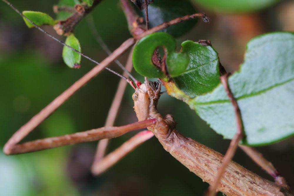 ilustrasi stick insect (flickr.com/Kyle Bland)