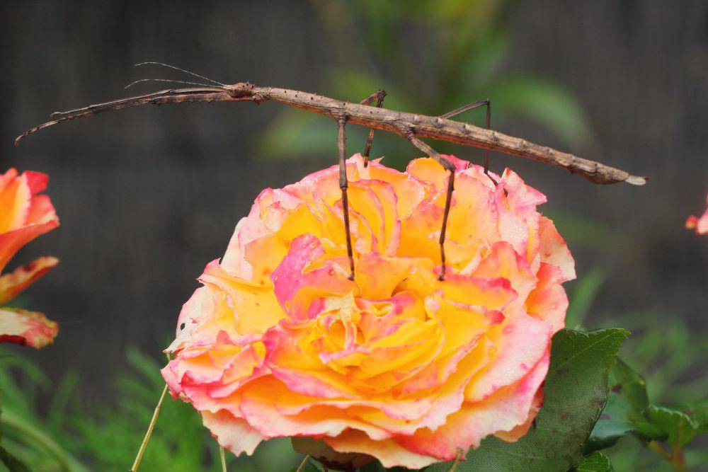 ilustrasi stick insect (flickr.com/Kyle Bland)