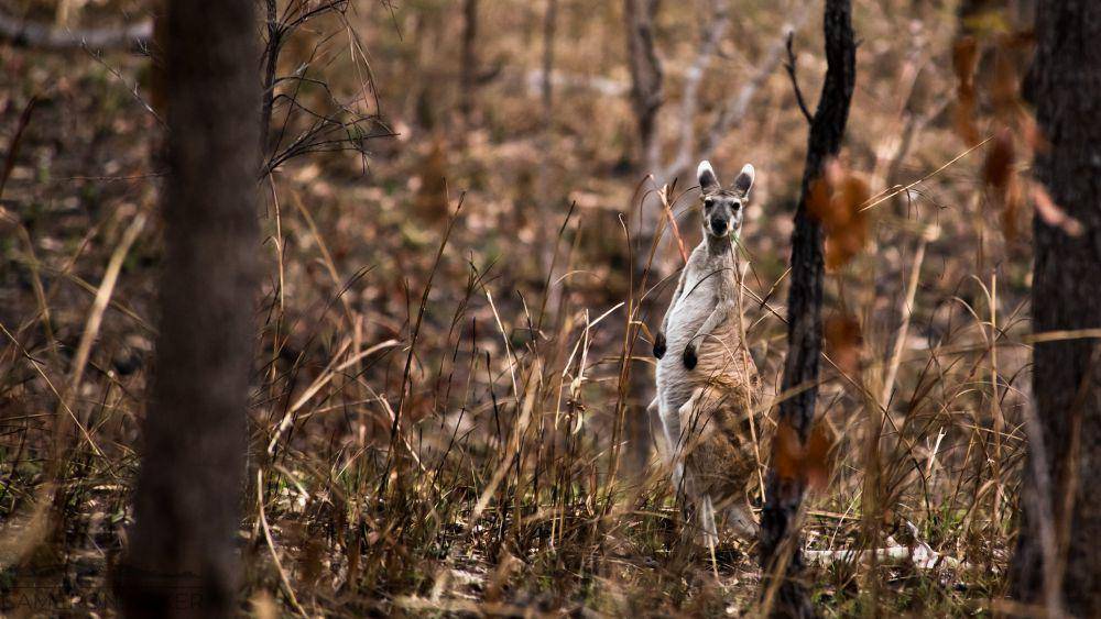 Kanguru antilopine (flickr.com/Cameron Baker)
