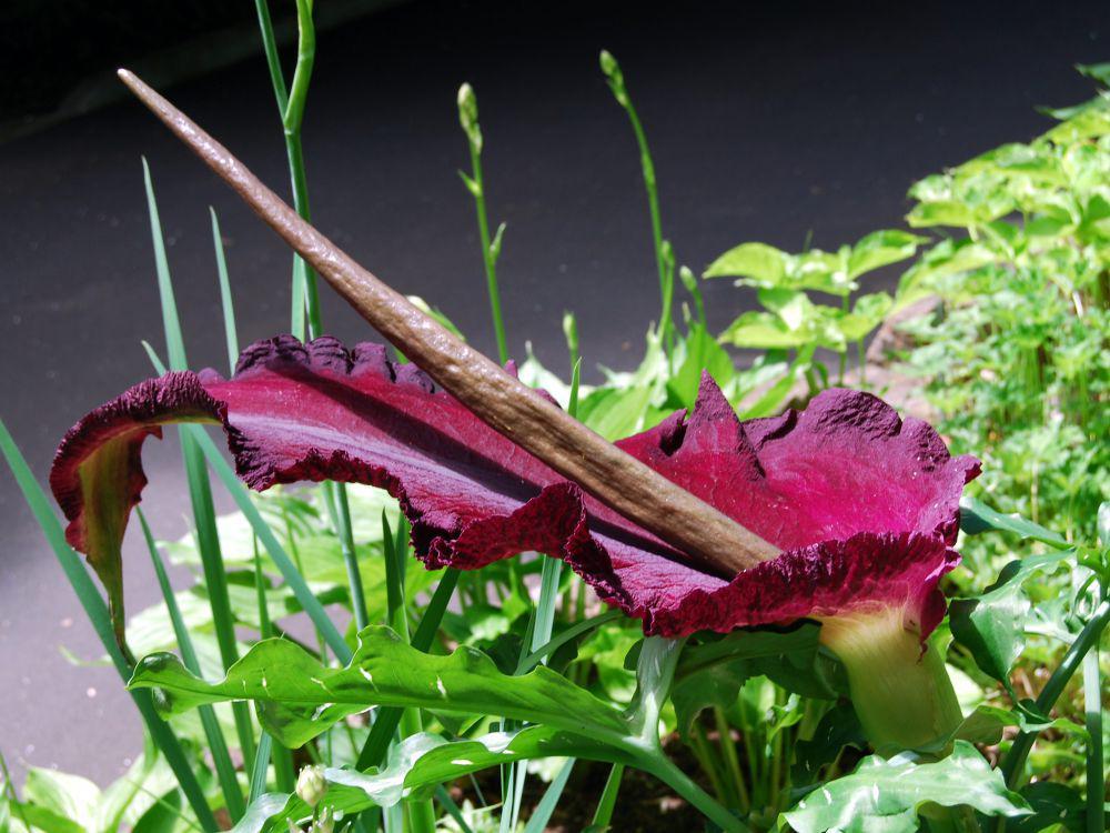 5 Fakta Menarik Dragon Arum, Mampu Menghasilkan Panas Tubuh!