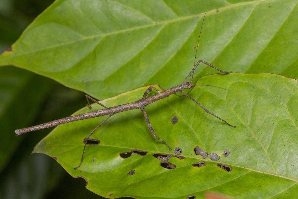 ilustrasi stick insect (flickr.com/budak)