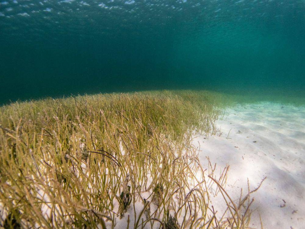 lamun tumbuh subur pada habitat substrat berpasir (unsplash.com/Benjamin L. Jones)