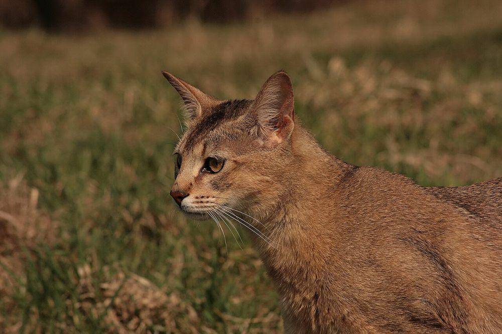 Kucing chausie (commons.wikimedia.org/Wilczakrew)