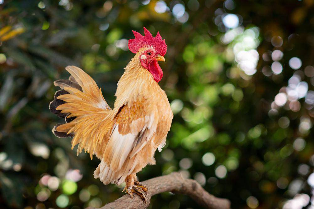 kenapa ayam berkokok jam 12 malam