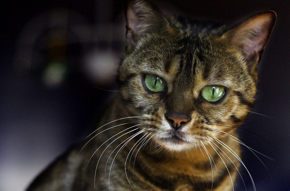 5 Jenis Kucing Hibrida Terunik, Ada Liger!