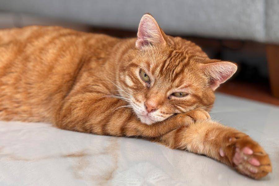 ilustrasi kucing tidur di lantai (pexels.com/Humam Musawwir)