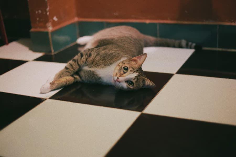 Kenapa Kucing Lebih Suka Tidur di Lantai daripada Kasurnya?